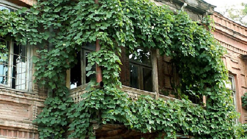 Comment planter et faire pousser des raisins sur le balcon