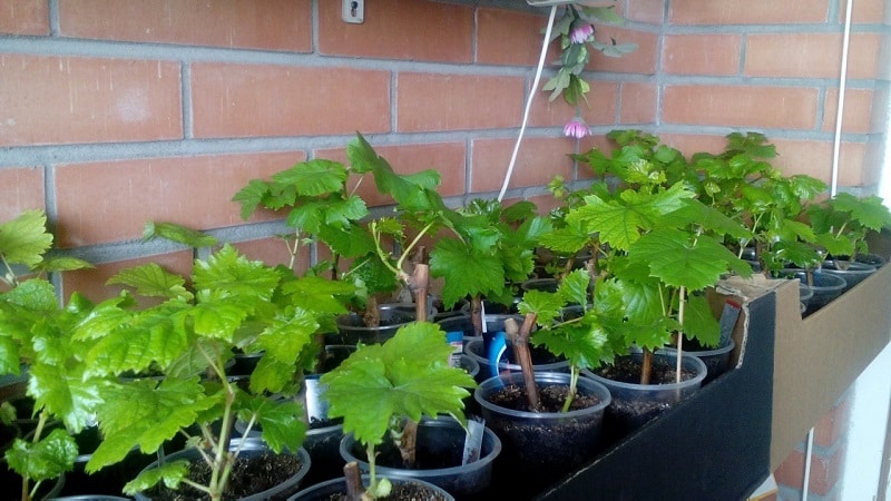 Come piantare e coltivare l'uva sul balcone