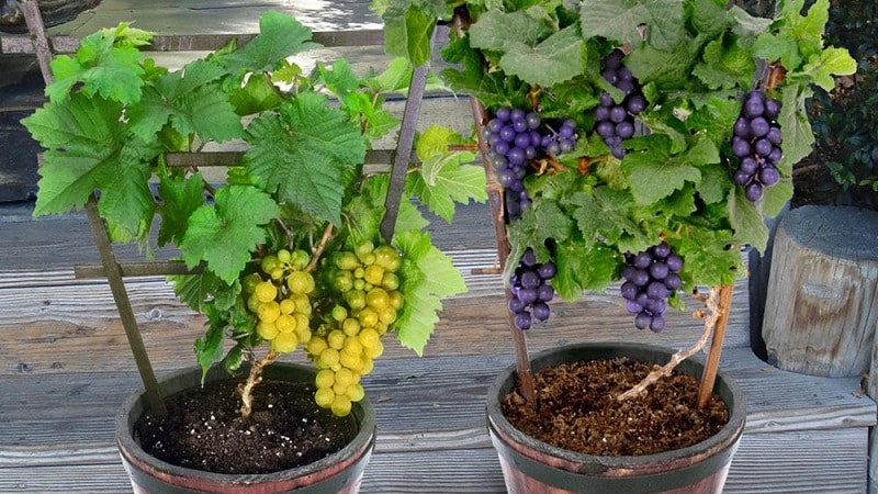 Cómo plantar y cultivar uvas en casa.