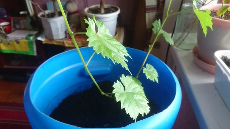 Cómo plantar y cultivar uvas en casa.