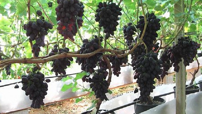 Cómo plantar y cultivar uvas en casa.