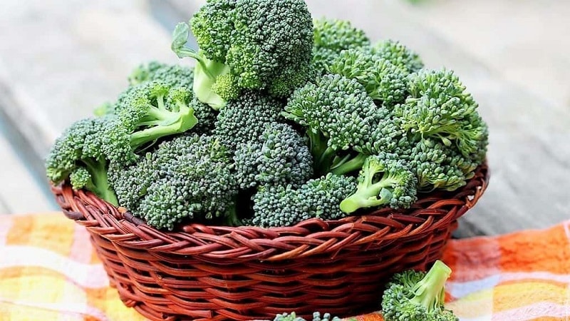 Come conservare correttamente i broccoli