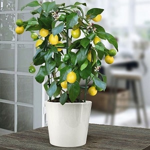 How to properly plant a lemon at home so that it does not get sick and bears fruit