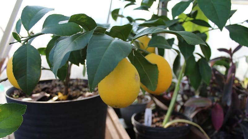 How to properly plant a lemon at home so that it does not get sick and bears fruit