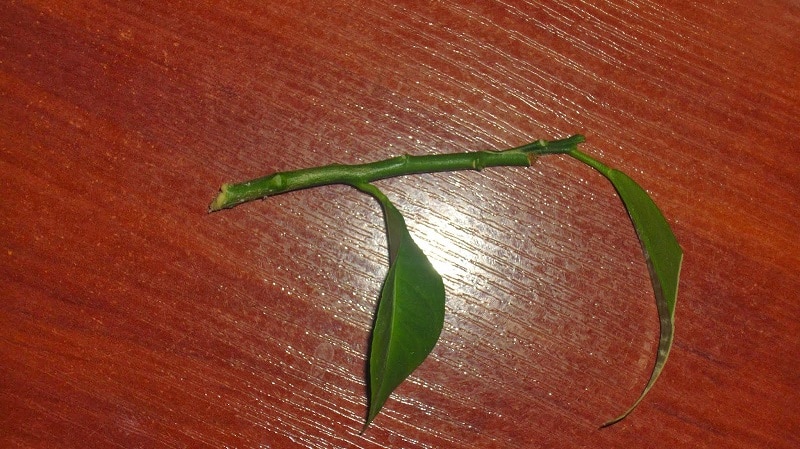 Cómo plantar correctamente un limón en casa para que no se enferme y dé frutos.