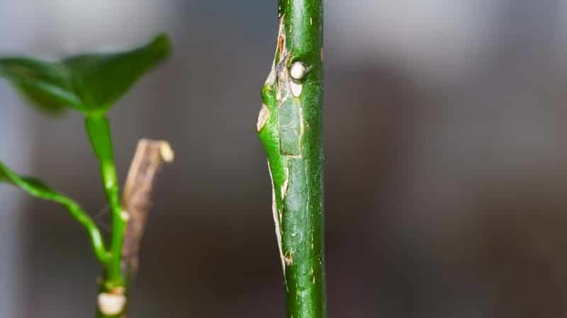 Como plantar bem um limão em casa para que ele não adoeça e dê frutos