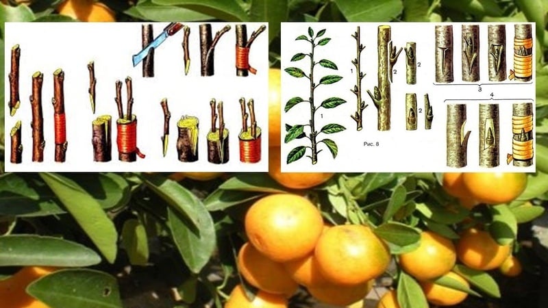 How to properly plant tangerine at home