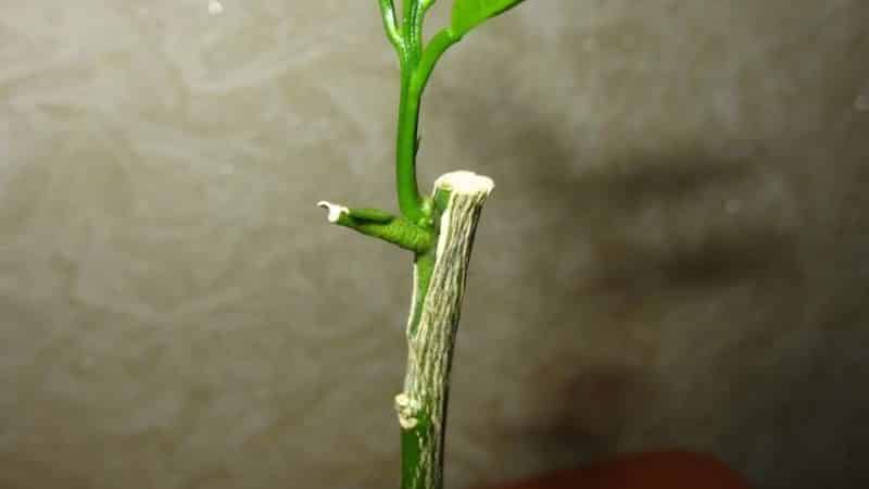 Cómo plantar correctamente mandarina en casa.