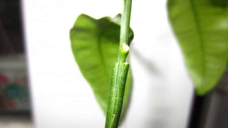 Cómo plantar correctamente mandarina en casa.