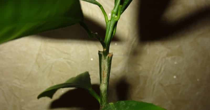 How to properly plant tangerine at home