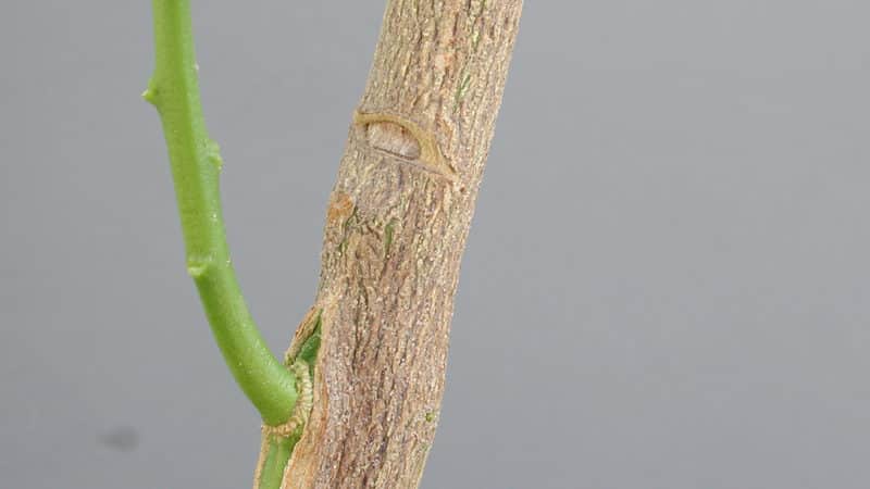 Sådan plantes mandarin korrekt derhjemme