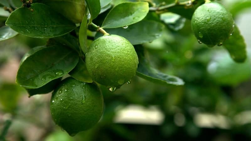 Hvordan dyrke lime fra et frø eller stikling hjemme