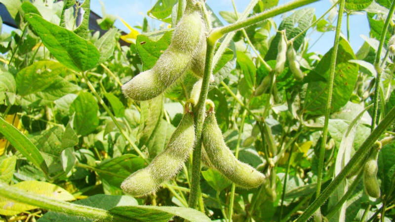 Cómo cultivar soja en la región de Moscú.