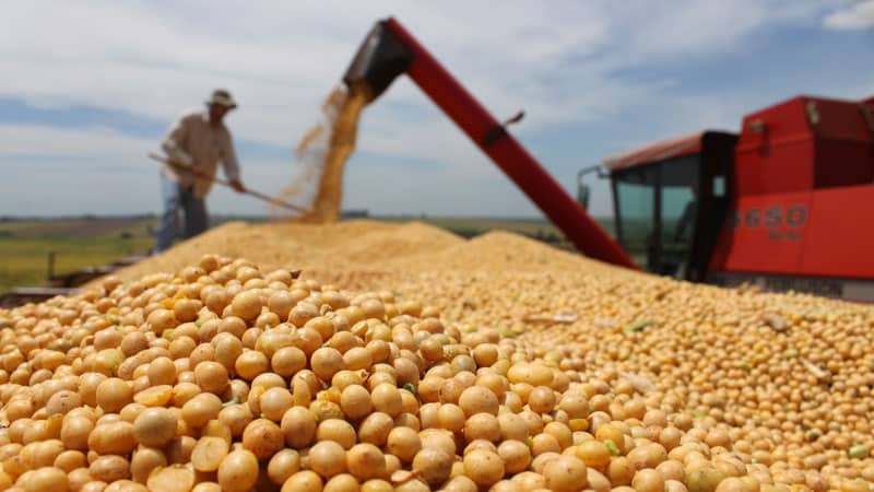 Cómo cultivar soja en la región de Moscú.