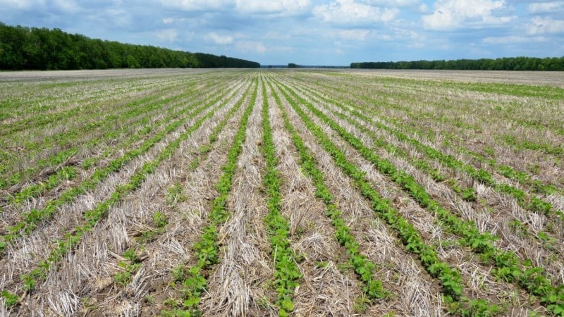 Cómo cultivar soja en la región de Moscú.