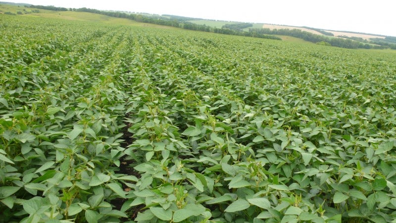 Cómo cultivar soja en la región de Moscú.