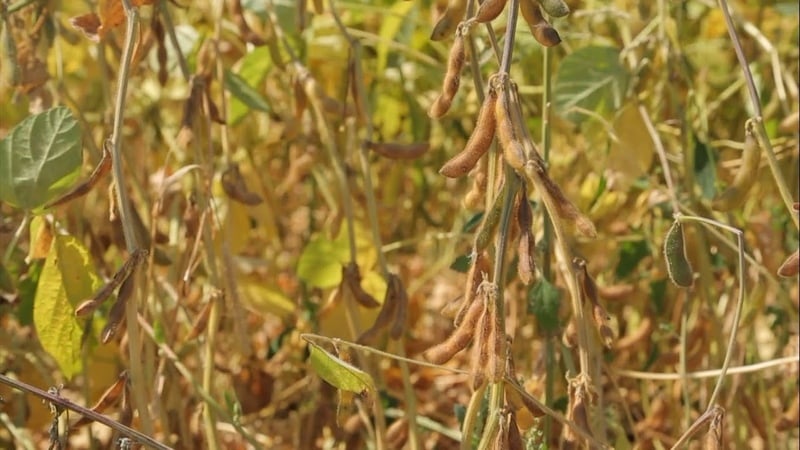 Paano palaguin ang soybeans sa rehiyon ng Moscow