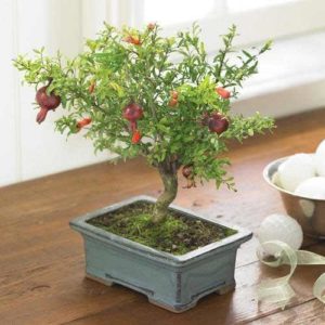 Paano palaguin ang panloob na pomegranate Bonsai