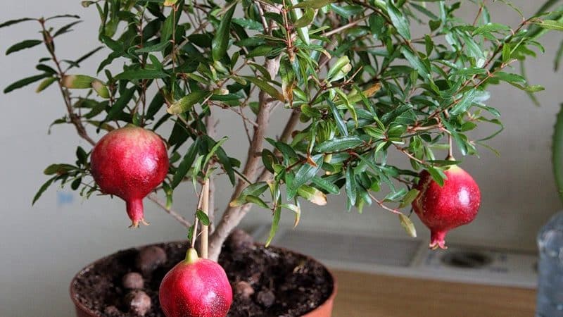 Cómo cultivar granada de interior: características de cuidado.