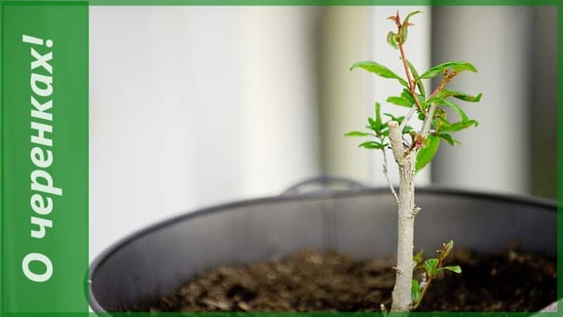 Cómo cultivar granada de interior: características de cuidado.