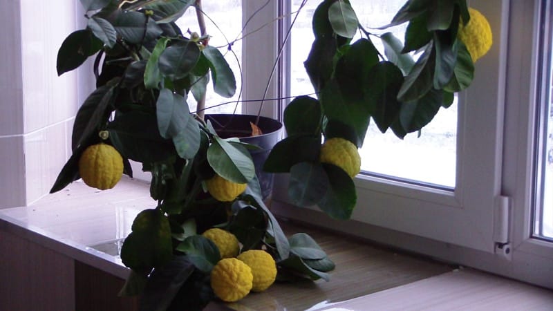 Cómo cultivar limón en casa en el alféizar de una ventana.