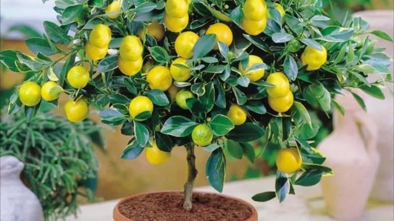 Cómo cultivar limón en casa en el alféizar de una ventana.