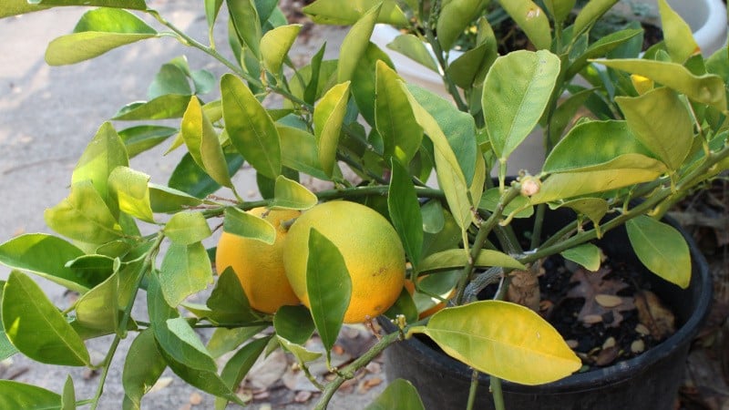 Paano palaguin ang lemon sa bahay sa isang windowsill