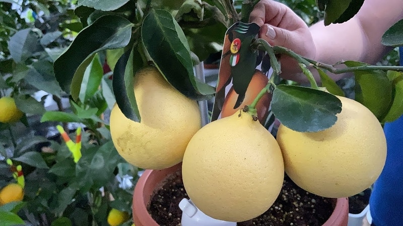 Wie man zu Hause auf der Fensterbank Zitrone anbaut