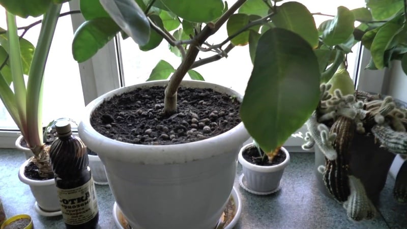 Cómo cultivar limón en casa en el alféizar de una ventana.