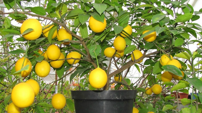 Cómo cultivar limón en casa en el alféizar de una ventana.