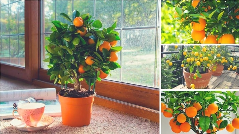 Cómo cultivar un árbol de mandarina en casa: reglas de cuidado.