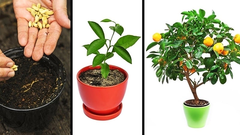 Cómo cultivar un árbol de mandarina en casa: reglas de cuidado.