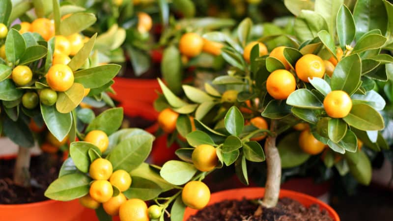 Årsager til, at mandarinblade falder, og metoder til at redde planten