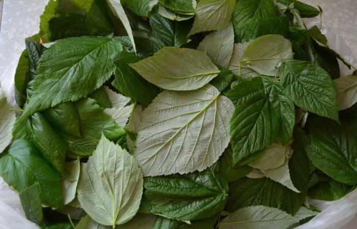 Cara mengeringkan beri dan daun raspberi di rumah