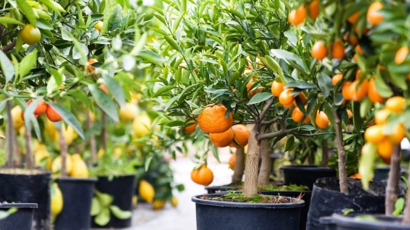 Anong lupa ang angkop para sa mga tangerines sa bahay?