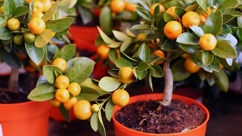 Anong lupa ang angkop para sa mga tangerines sa bahay?