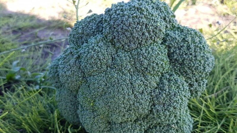 Ibrido a maturazione tardiva ad alto rendimento di cavolo broccoli Partenone f1