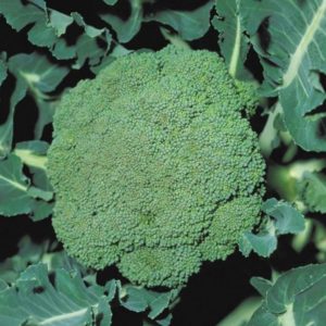 Ibrido a maturazione tardiva ad alto rendimento di cavolo broccoli Partenone f1