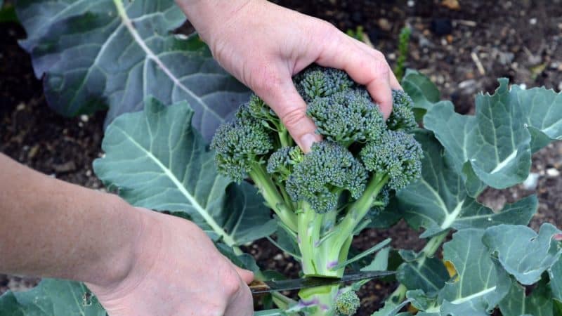 Mga tampok ng paglilinang at paglalarawan ng iba't ibang broccoli Tonus