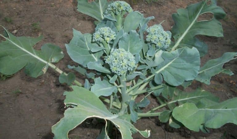 Broccoli kweken in de volle grond in de regio Moskou