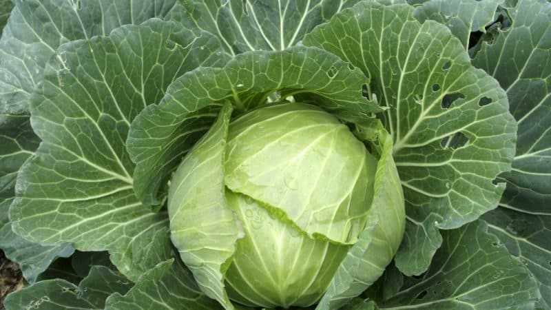 Early maturing cabbage hybrid Etma f1 with excellent taste