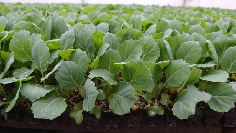 Early maturing cabbage hybrid Etma f1 with excellent taste