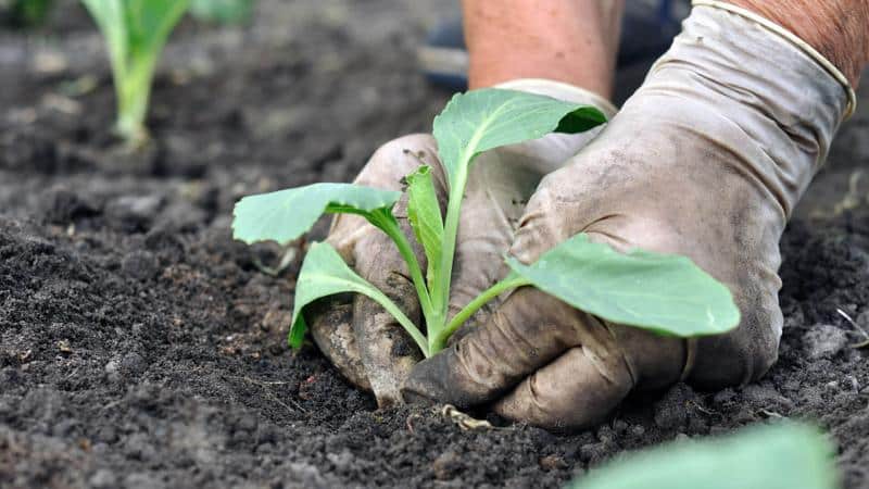 Early maturing cabbage hybrid Etma f1 with excellent taste