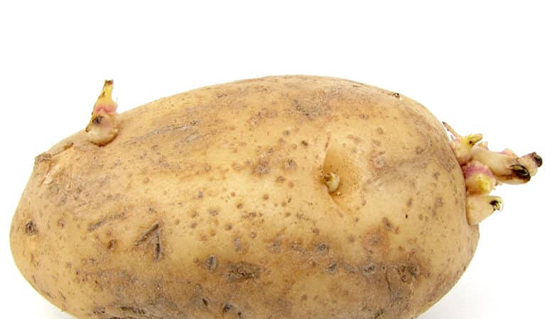 What is a potato tuber: botanical description, development and application