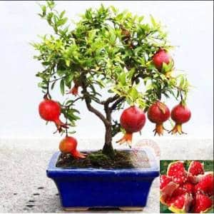 Paano palaguin ang panloob na pomegranate Bonsai