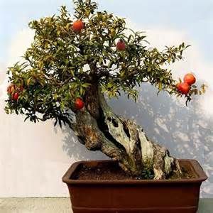 Kaip auginti granatų bonsai namuose