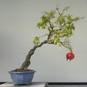 Sådan dyrkes indendørs granatæblebonsai