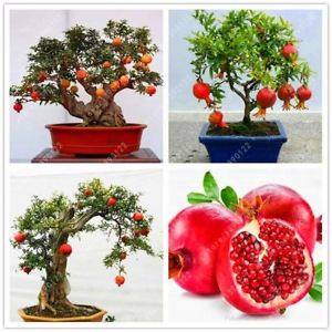 Paano palaguin ang panloob na pomegranate Bonsai