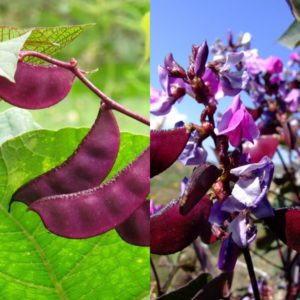 Sorten und Sorten von Bohnen: Faba (Garten), Zierbohnen, großfrüchtiges Gemüse, Futter