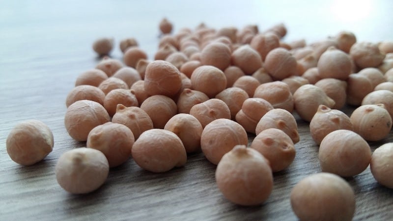 The most popular chickpea varieties - description and characteristics